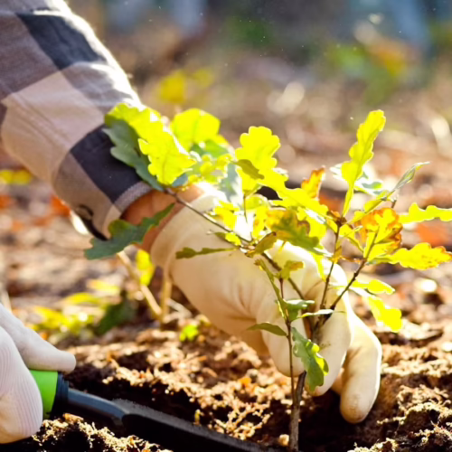planting-oak-tree-in-april