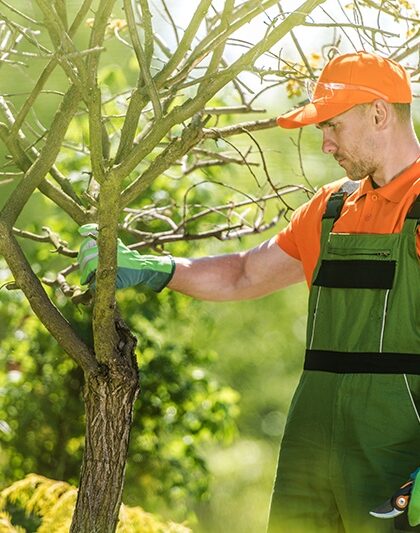 treecareprofessional